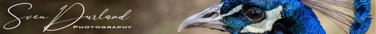 Sven Durland blog heading