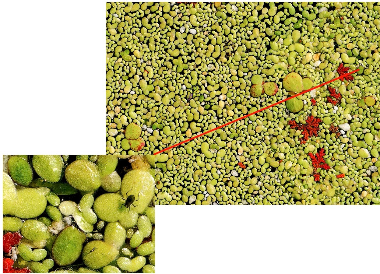 Miniature waterplants