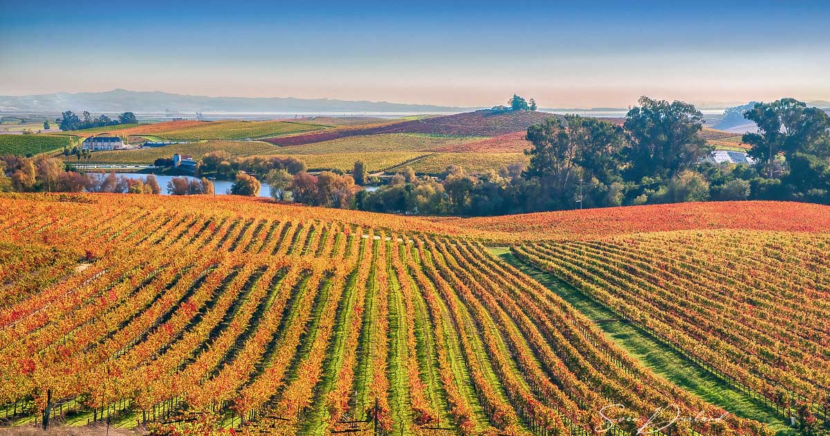 grape field, California