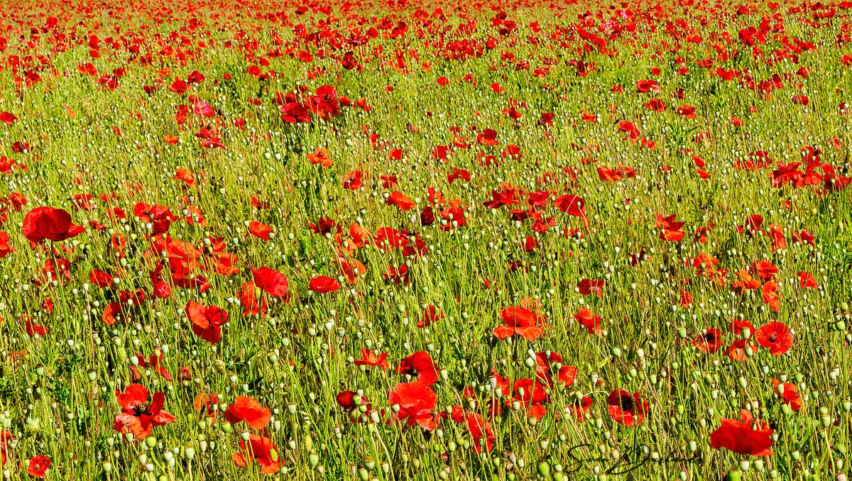 Poppy field, Oregon