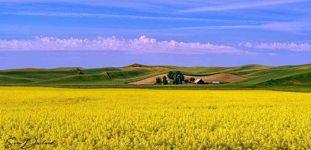 Canola Field in The Palouse