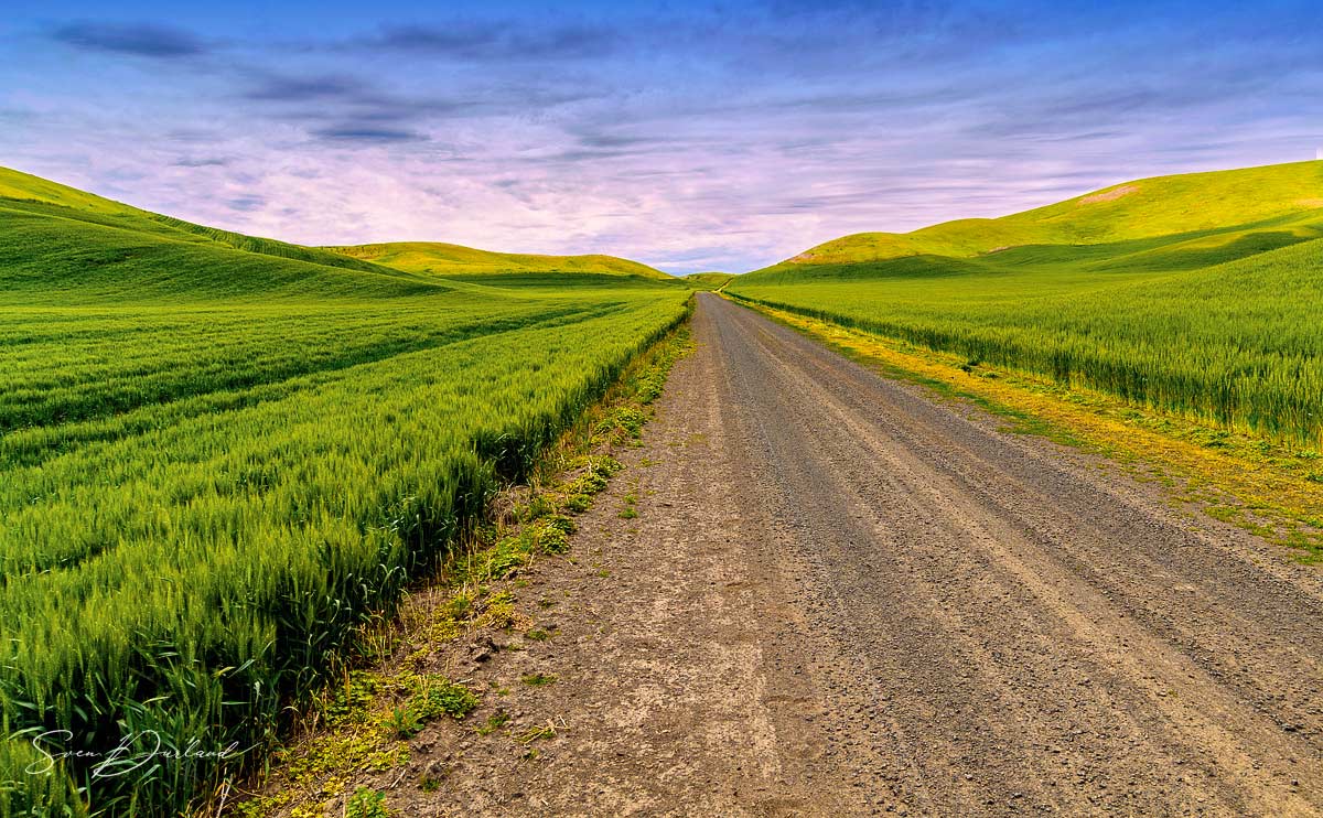 Wheat fields in the Palouse