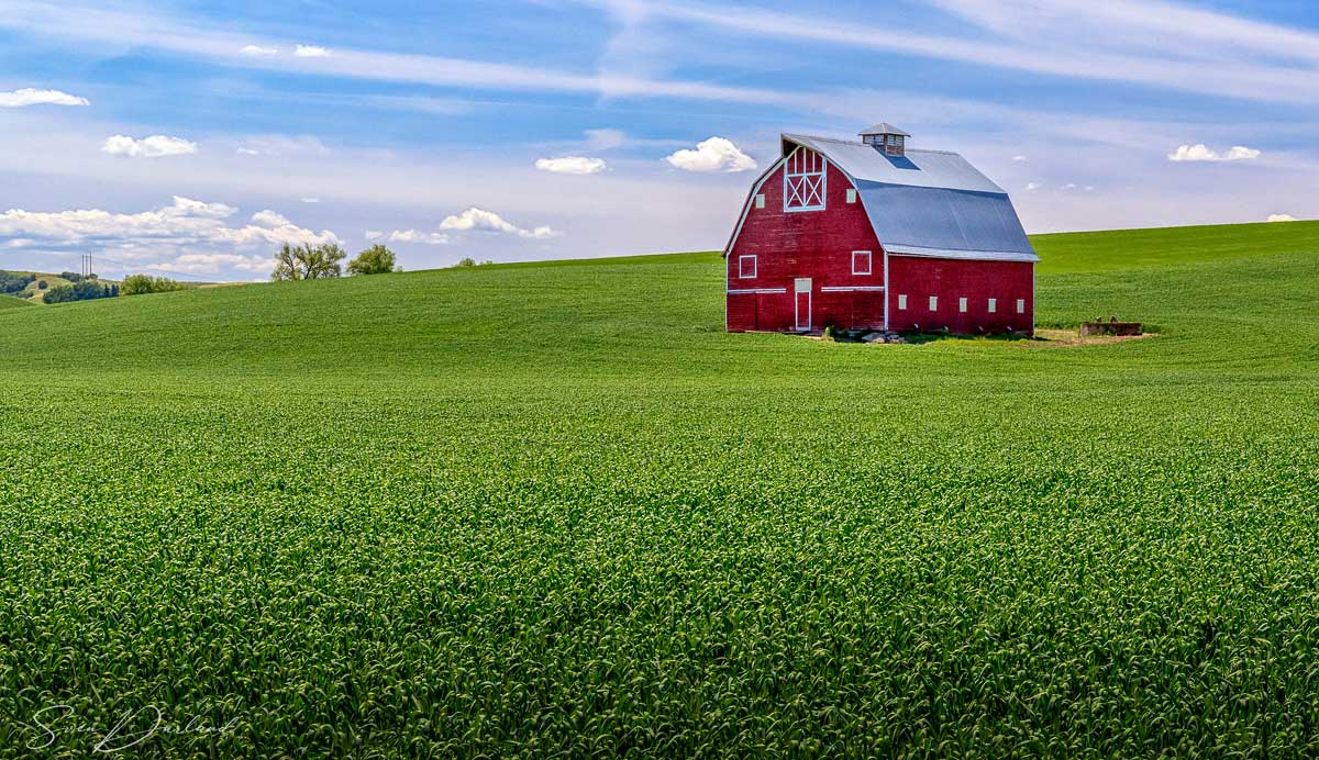 Lentil field in the Palouse