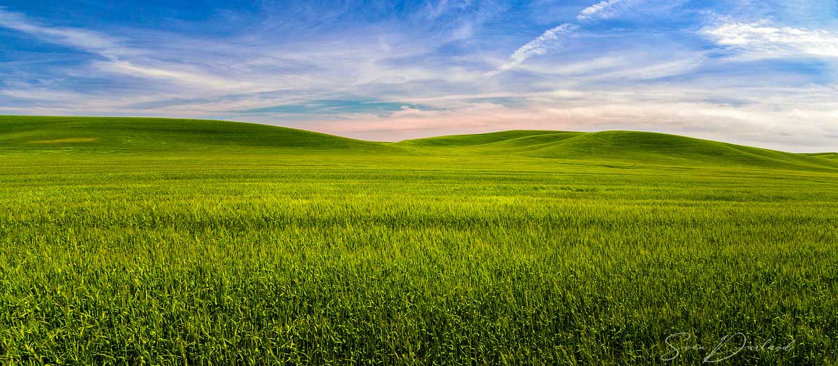 grain field in the Palouse