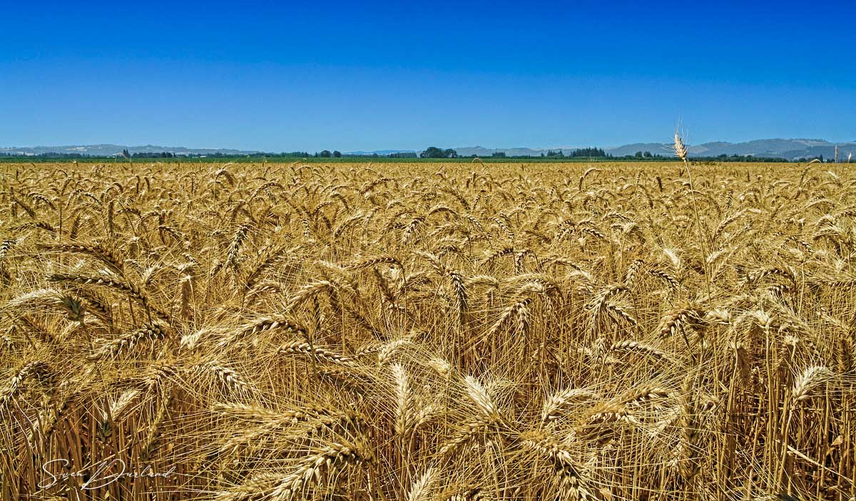 rye field, Oregon