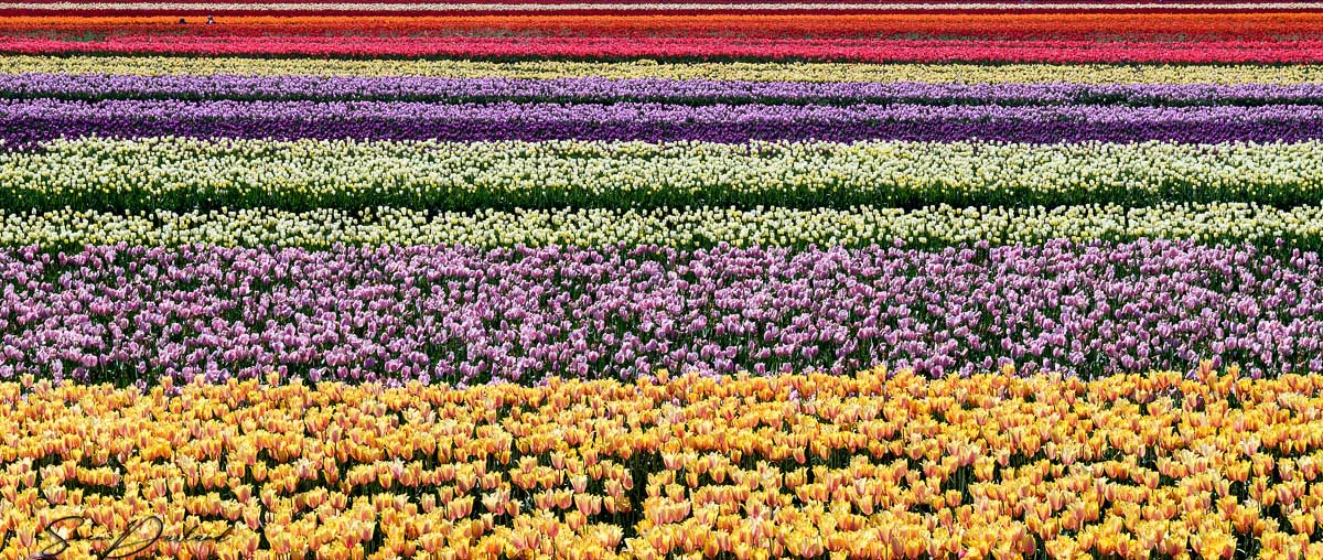 Tulip field, Oregon