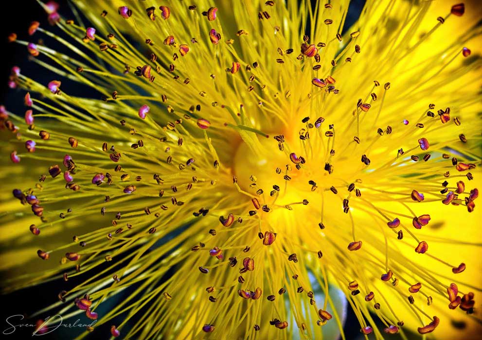 Hypericum flower Close up