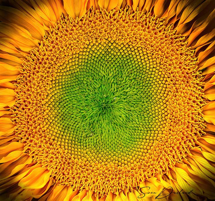 Close up sunflower