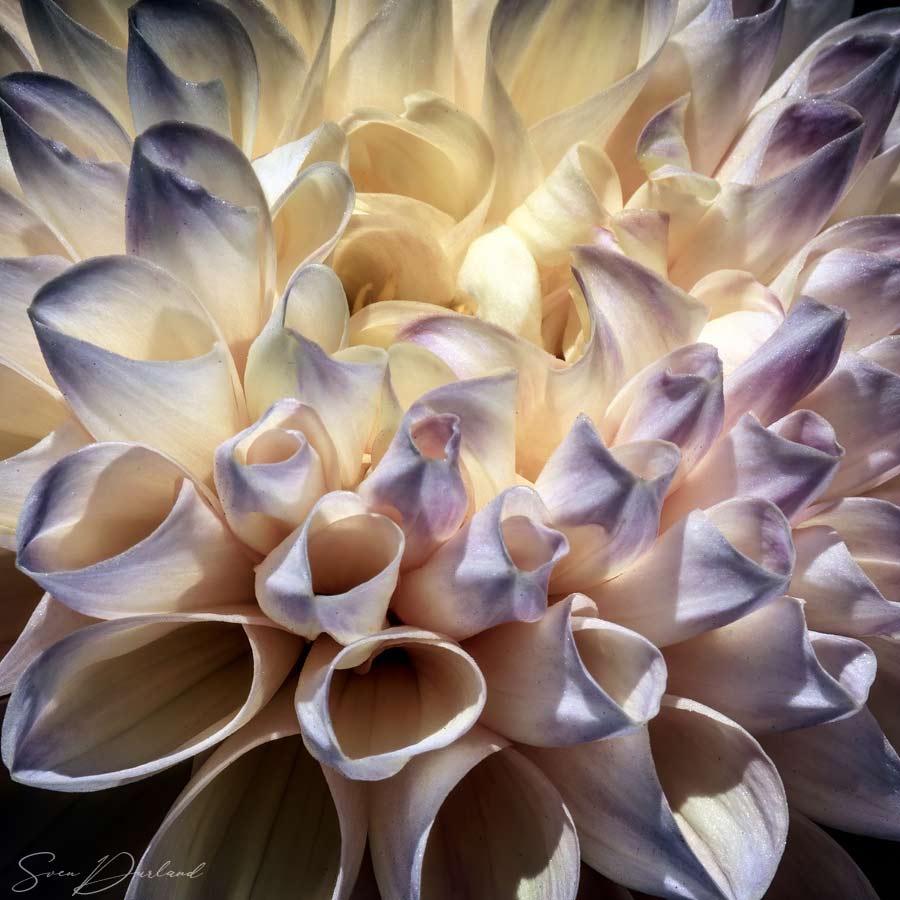 Dahlia flower Close up