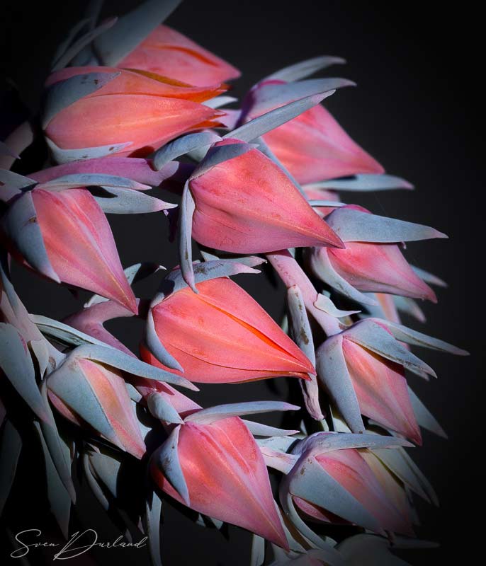 Echiveria flower close up