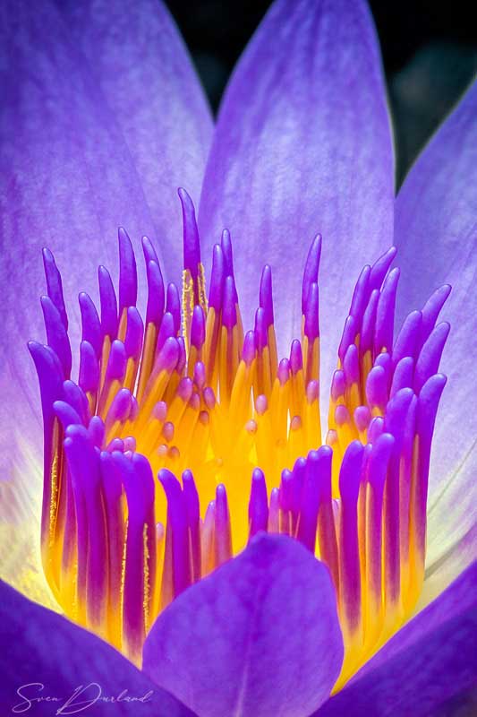 Close up waterlily