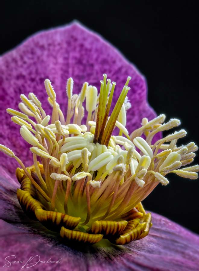 Close up red helleborus flower