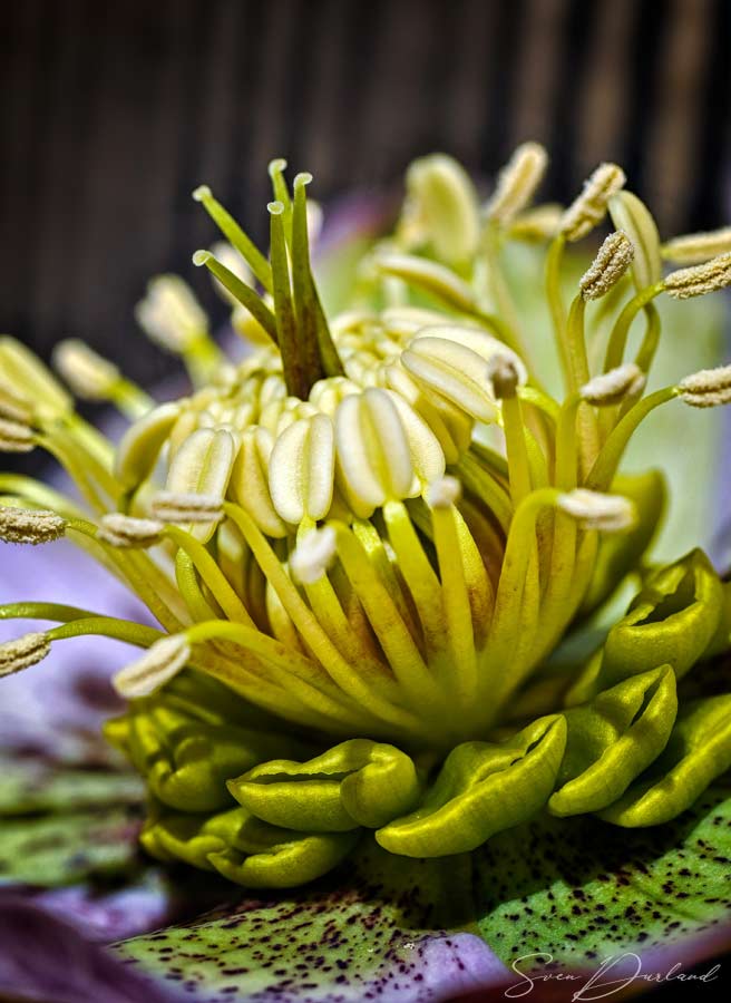 Close up white helleborus flower