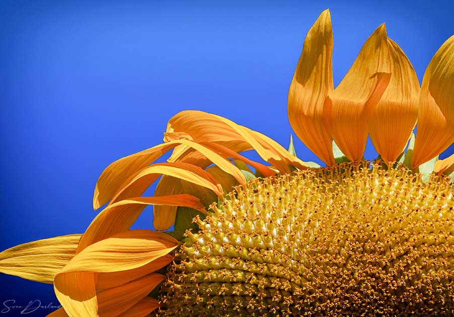 Close up sunflower