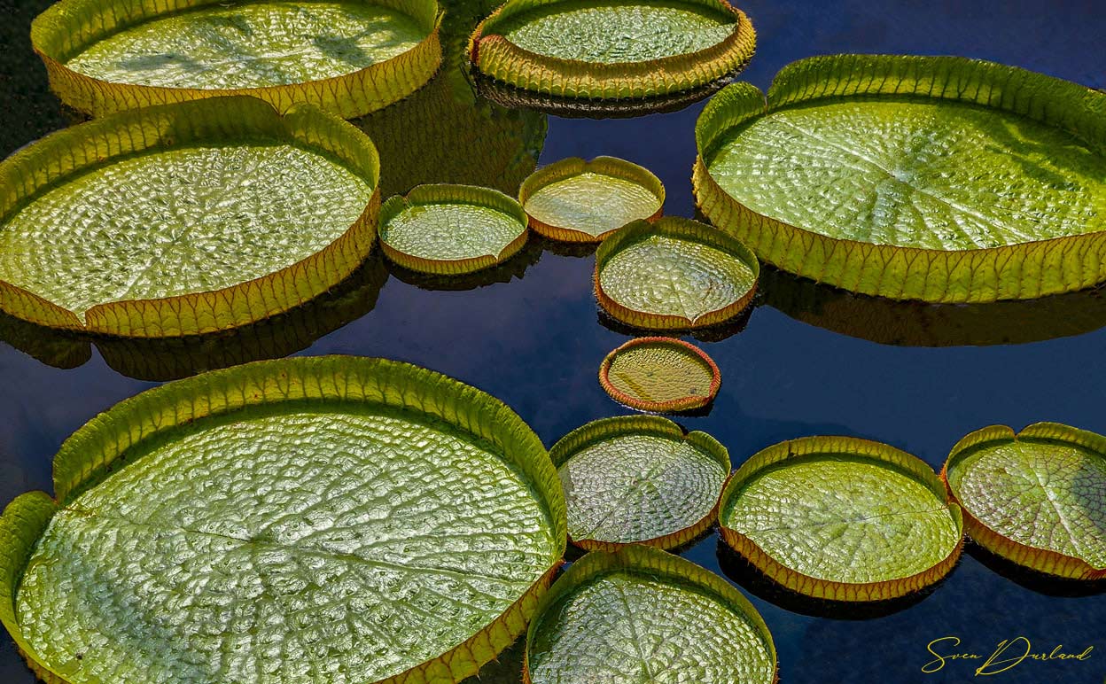 Aerial view of Victoria water lily pads