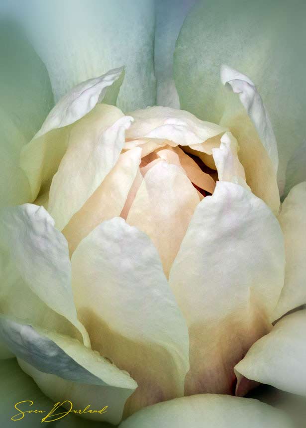 White Victoria water lily flower