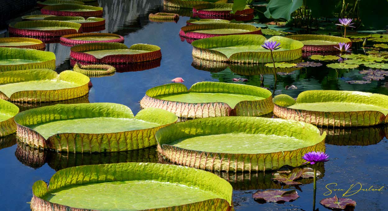 Giant Victoria water lily pads