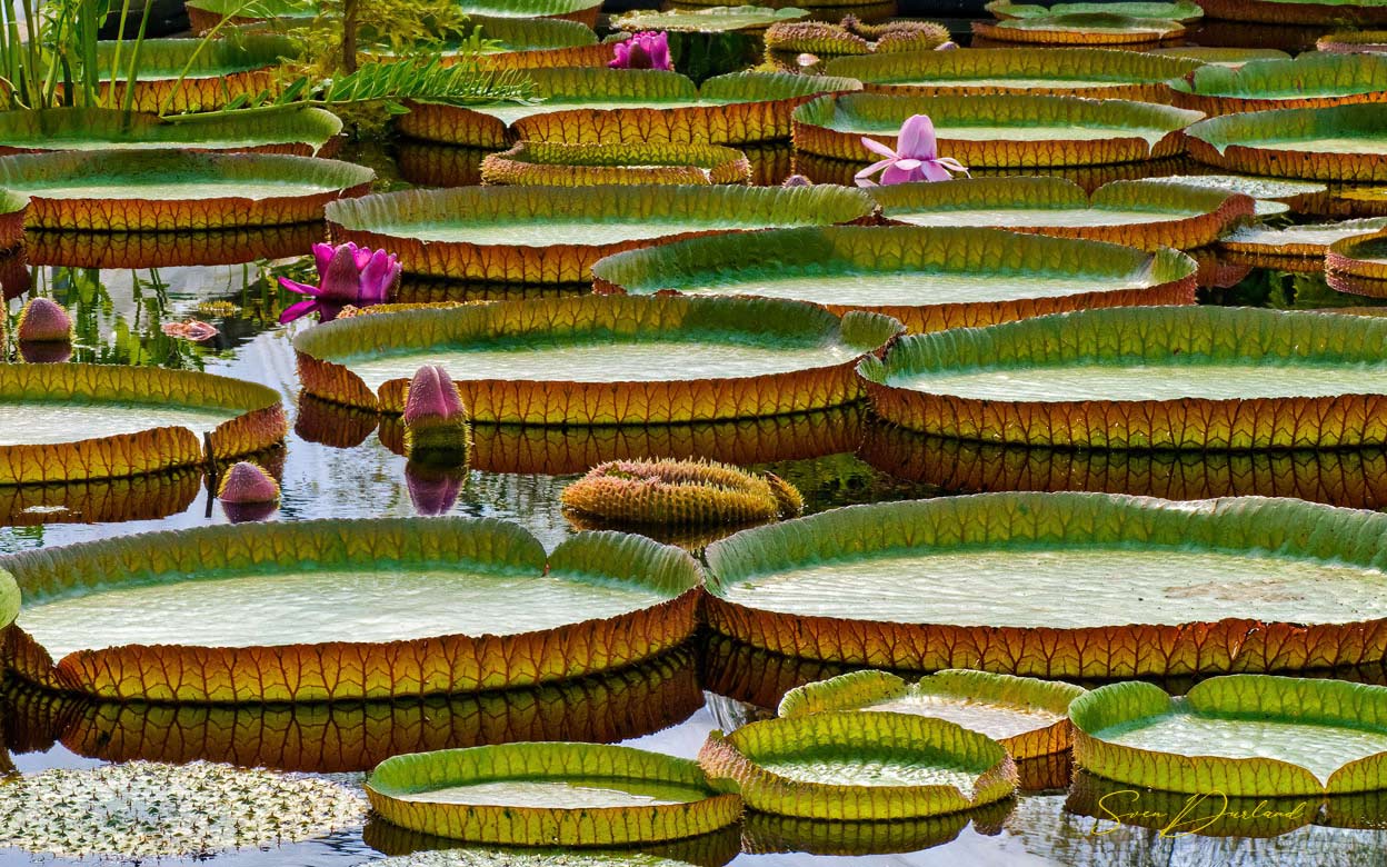 Victoria lily pads, buds and flowers