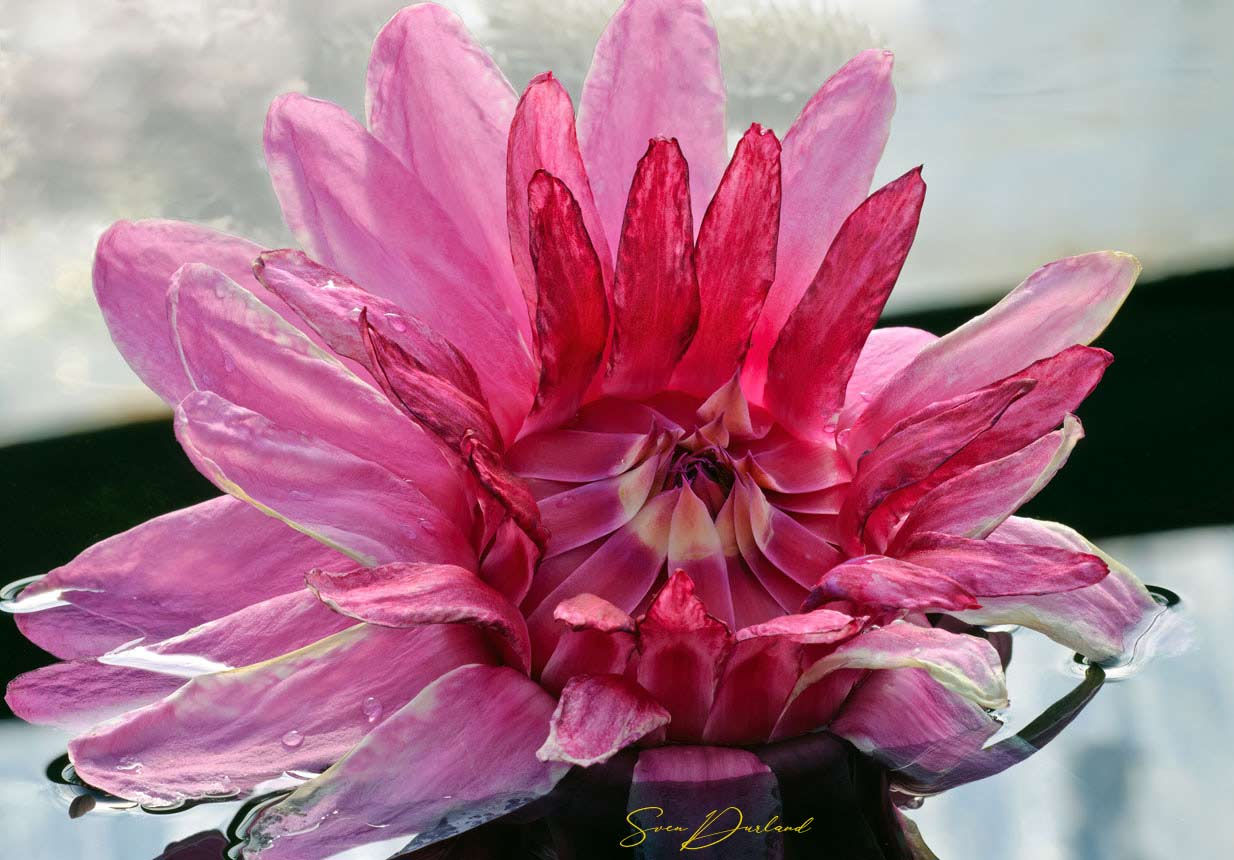 Hot pink Victoria water lily flower