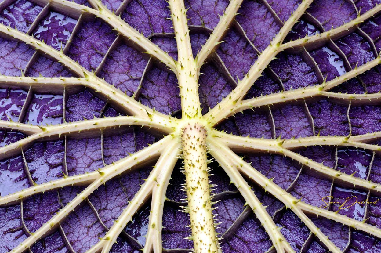 Detailed underside of a Victoria water lily pad