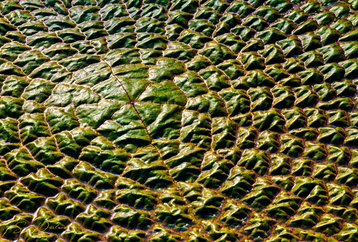 Detail of top of the Victoria water lily pad.
