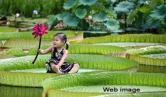 Child demonstrating the sturdiness of a Victoria water lily pad