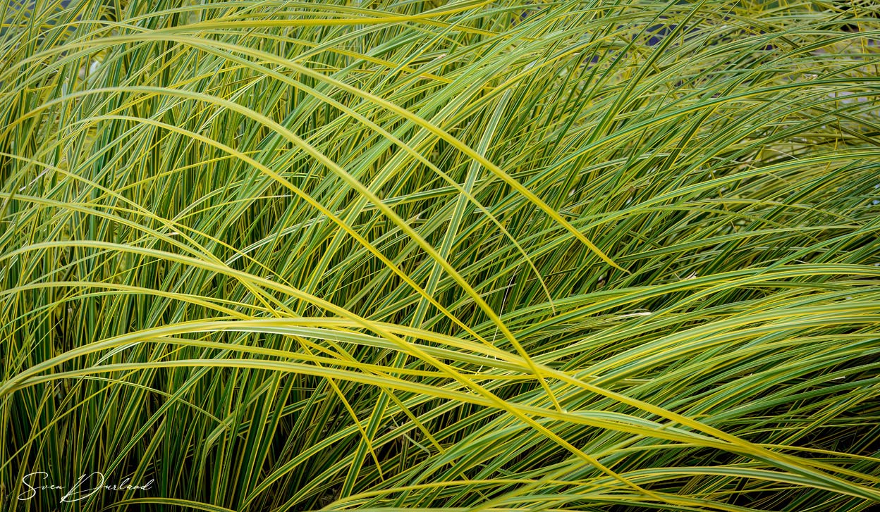 Zebra grass