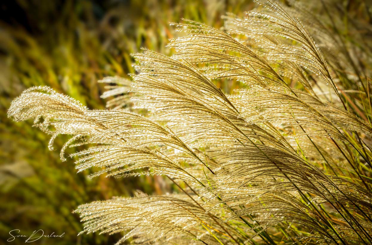 Maiden Grass