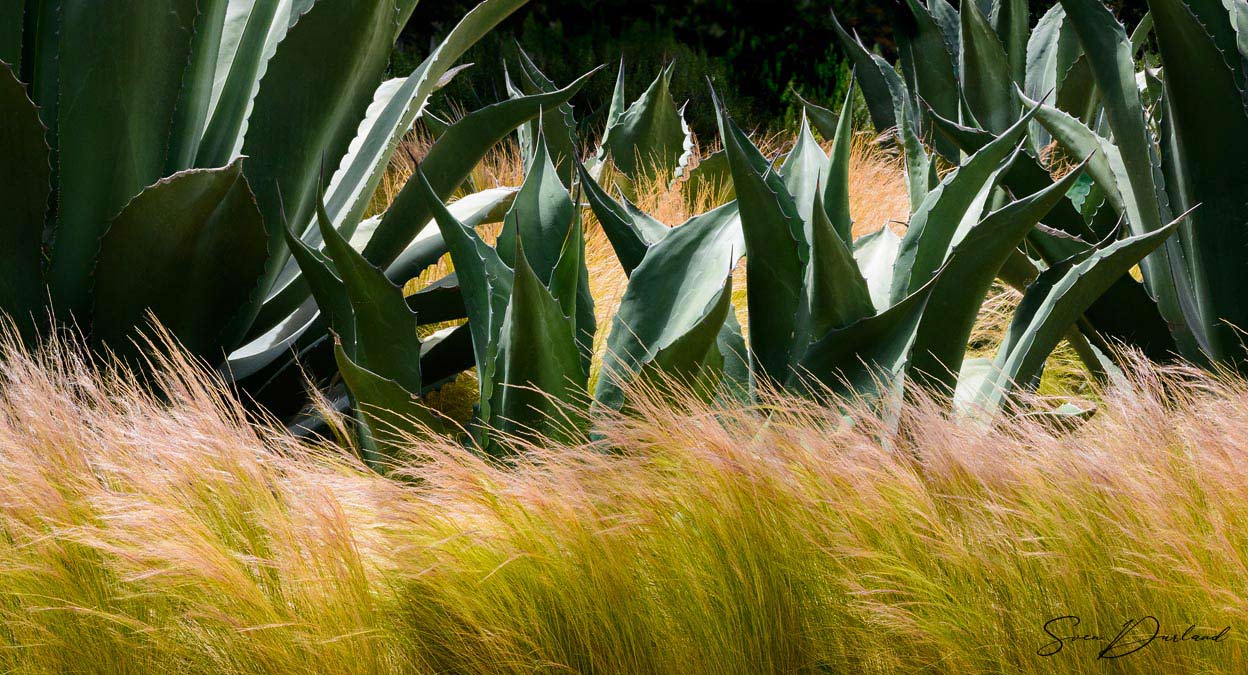 Mexican Feather Grass (and Agave) - California