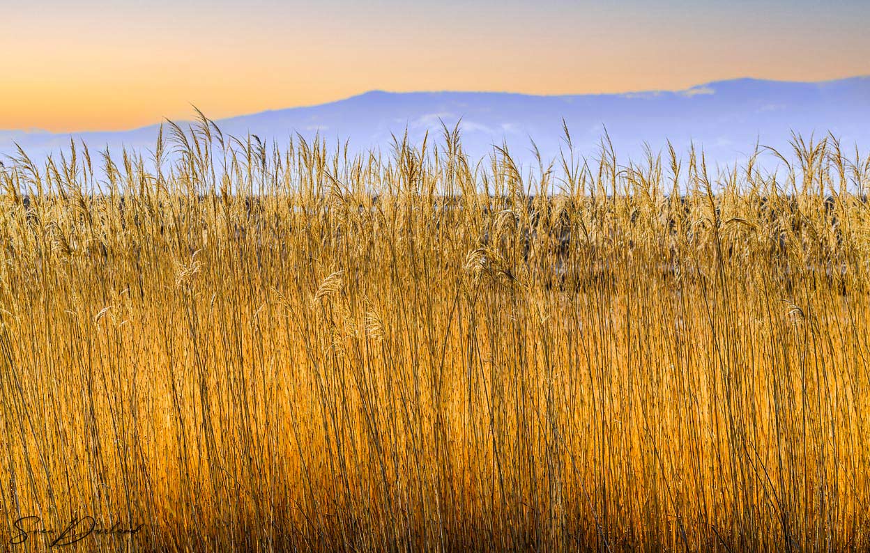 Common Reed - Central Oregon