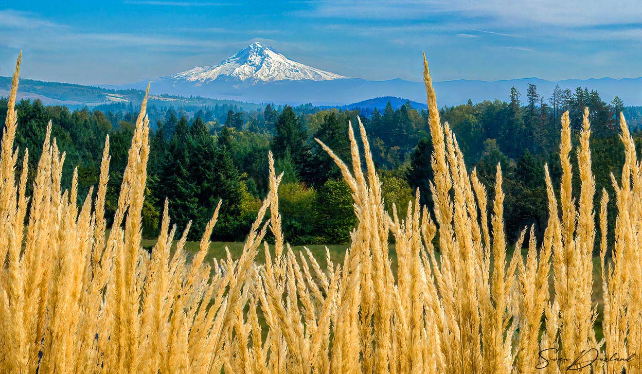 Karl Foerster Grass - Mt Hood, Oregon