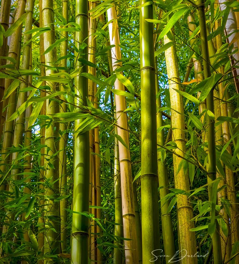 Timber bamboo