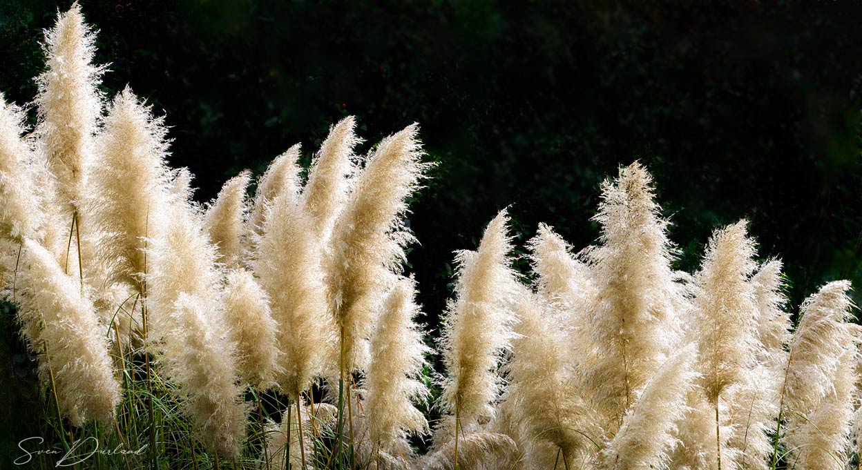 White Pampas Grass