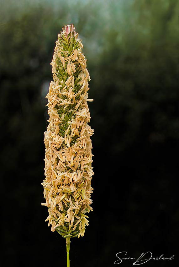 Meadow Foxtail