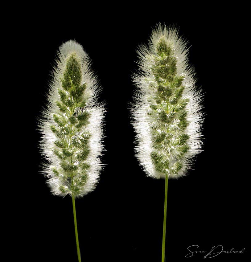 Hare's-tail Grass close up