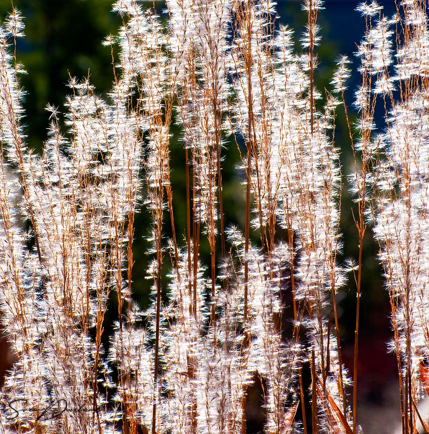 Maiden Grass backlit
