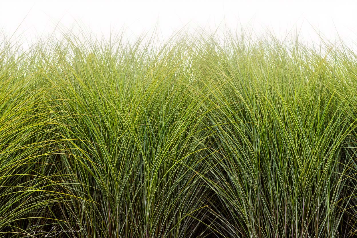 Zebra Grass