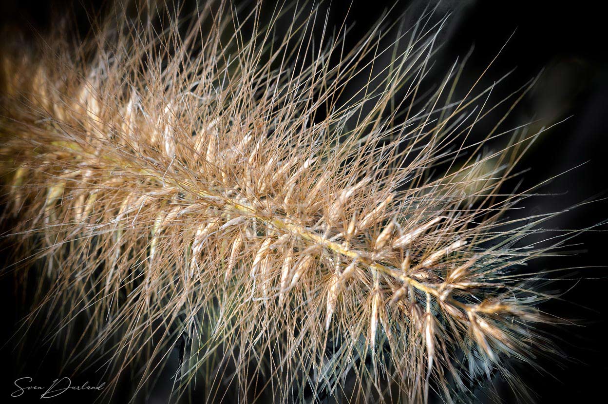 Fountain Grass close up