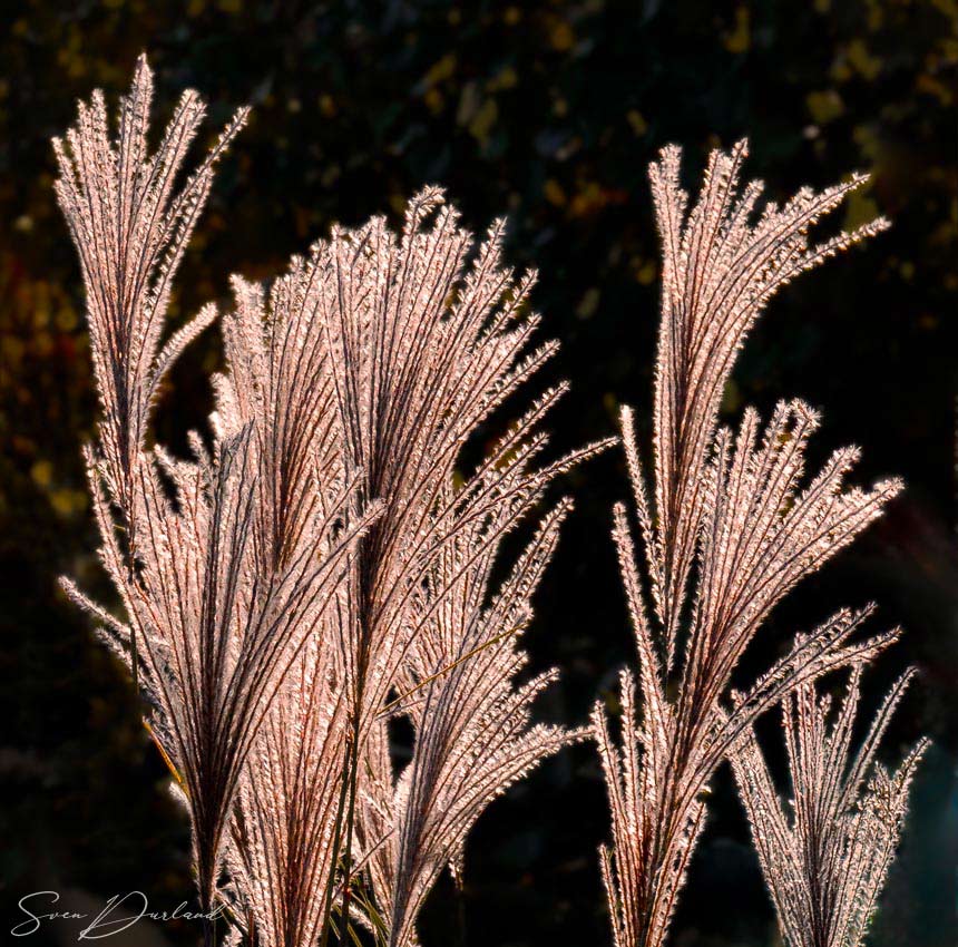Maiden Grass close up