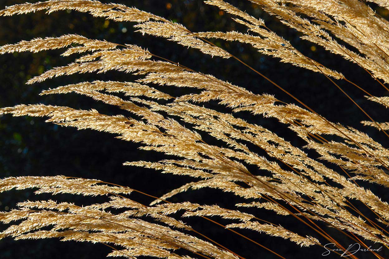 Feather Reed Grass close up