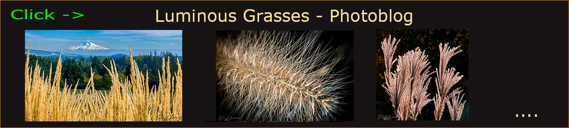 Grasses blog header