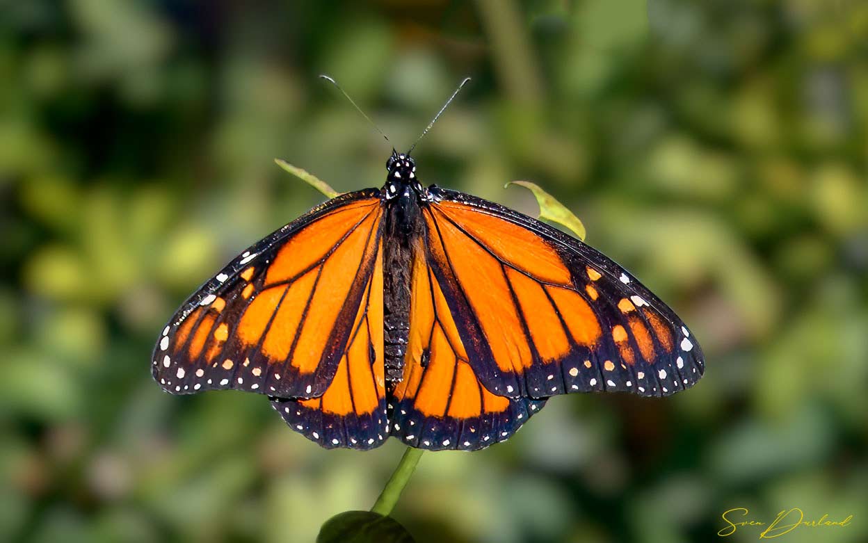 Monarch butterfly