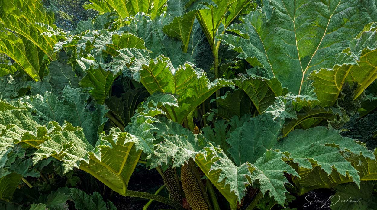 Giant-leafed Gunnera