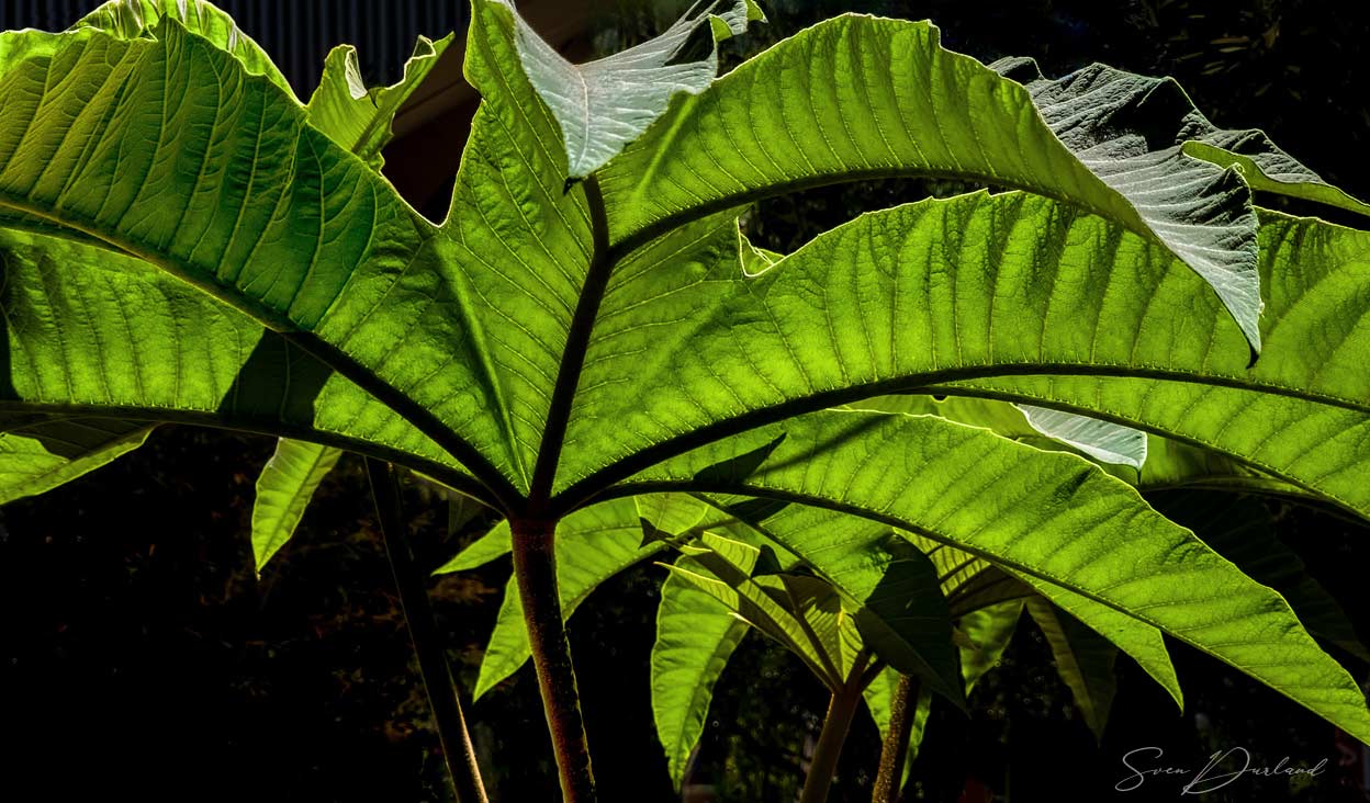 Chinese Ricepaper plant