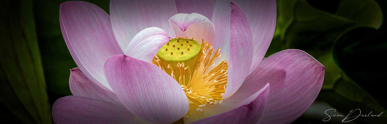 Lotus flower close-up