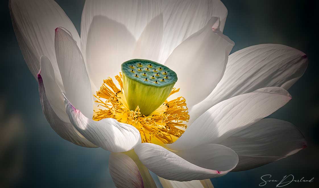 Flowers Dwarf Lotus Grand Master Stock Photo 1401231170