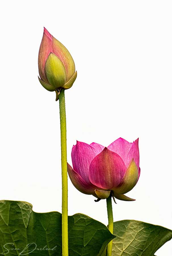 Lotus Flowers