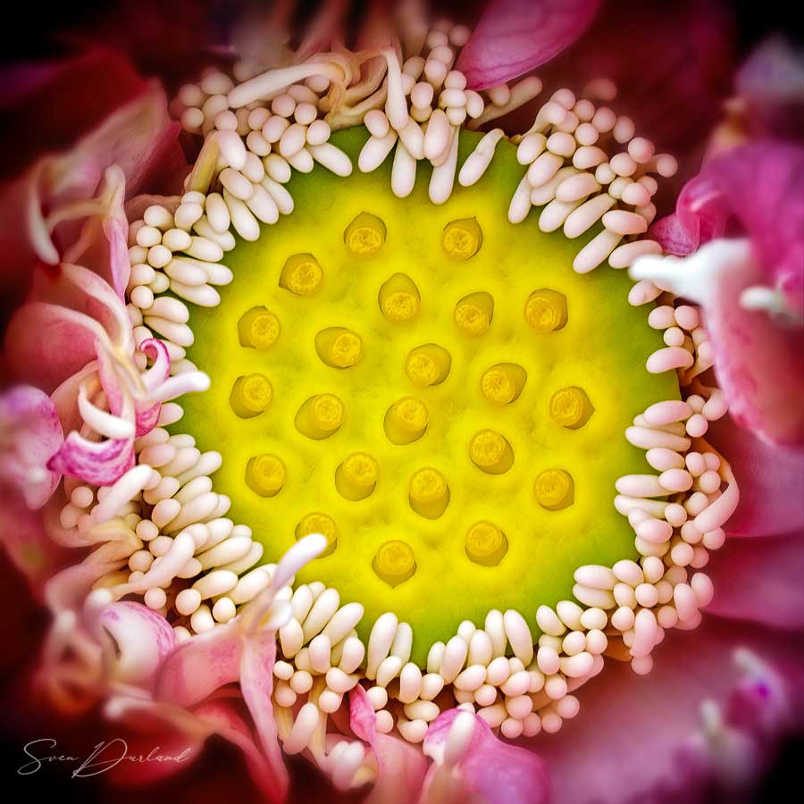 close-up lotus flower