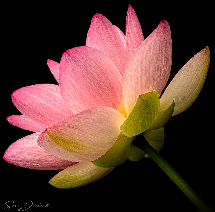 lotus flower