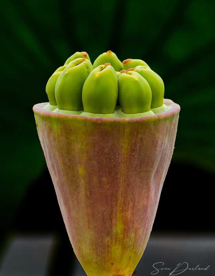 Lotus seed pod